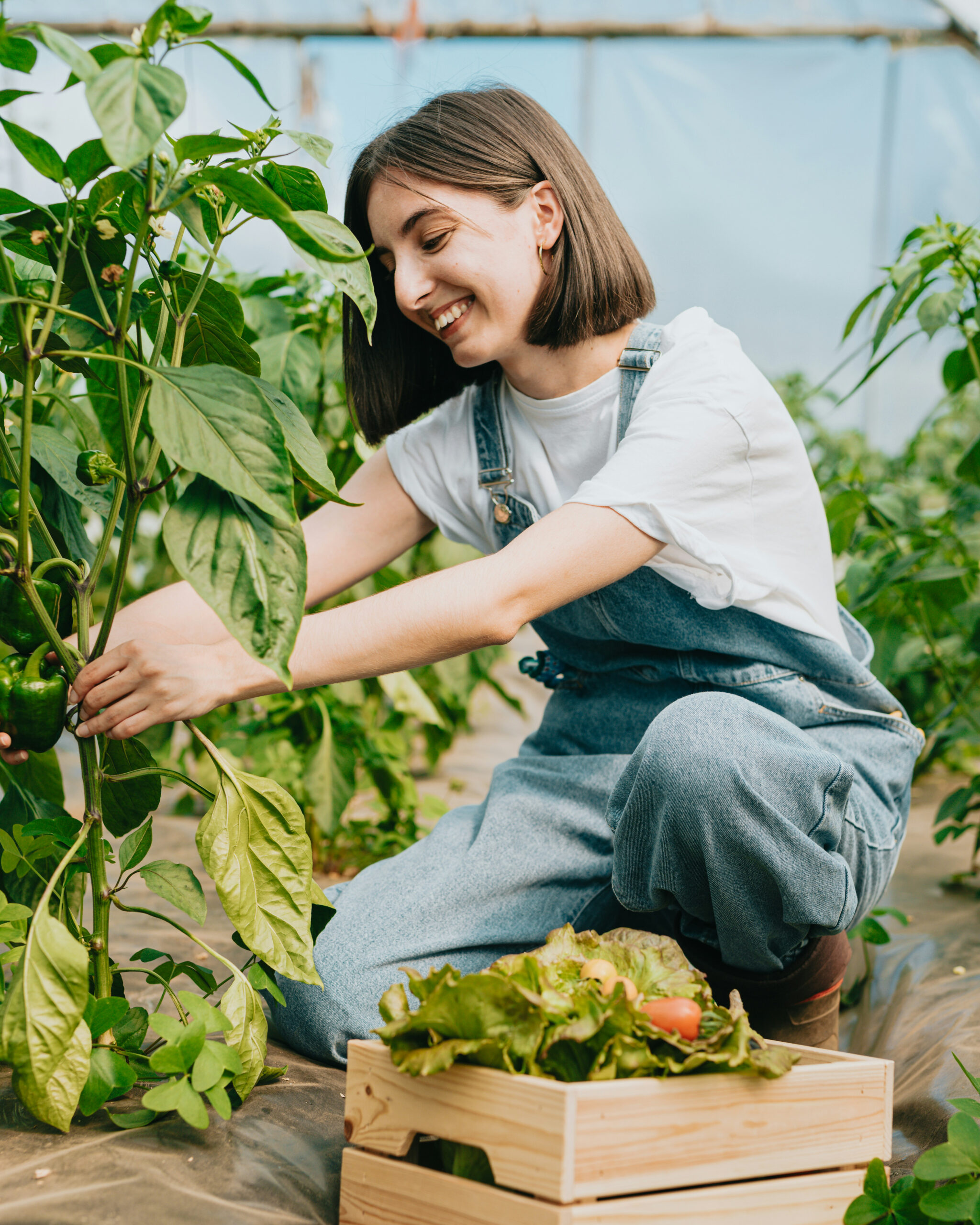 Blog jardinage et recettes
